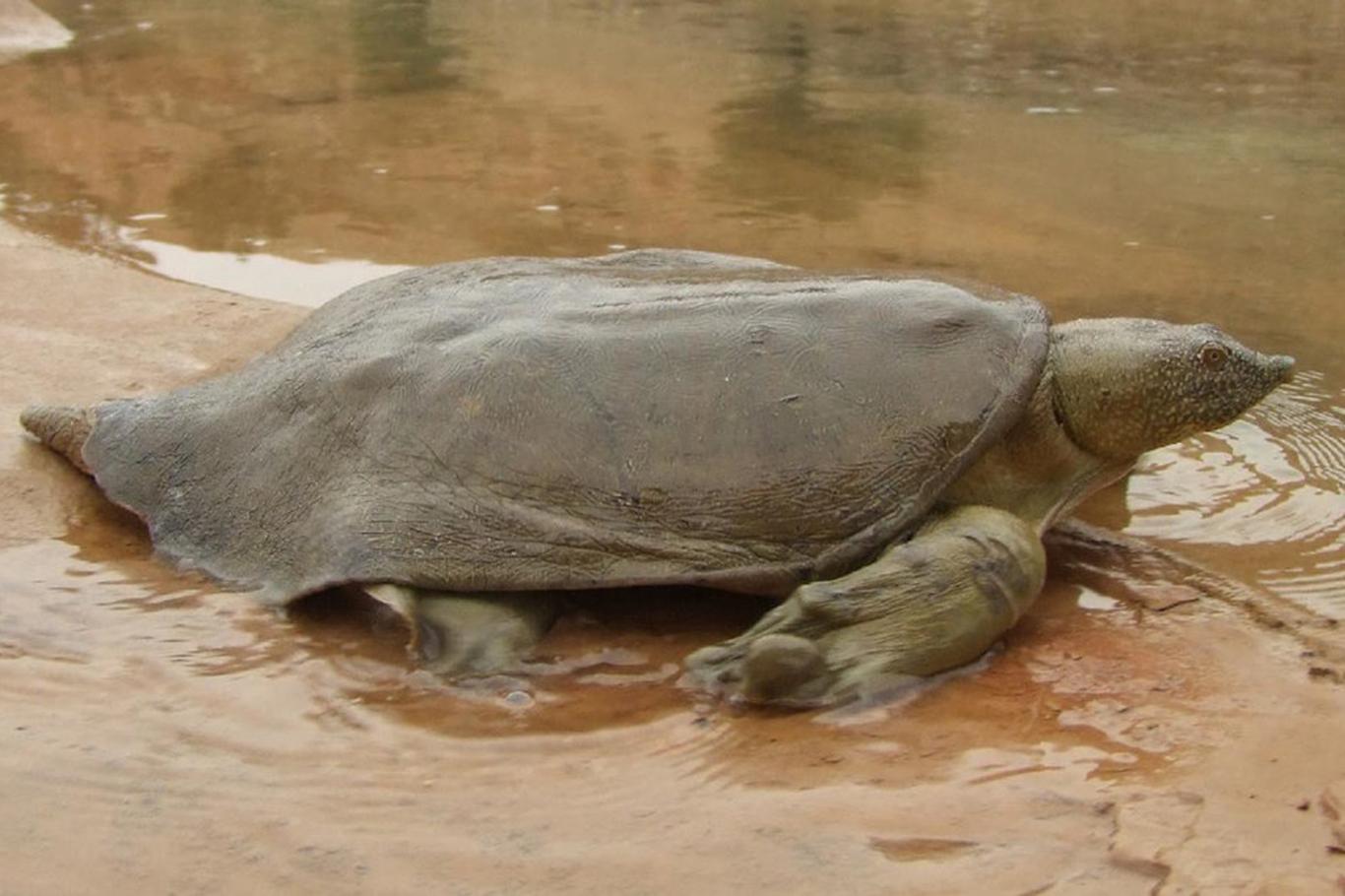 Nesli tükenmeyle karşı karşıya olan Fırat kaplumbağaları Dicle Nehrinde görüldü